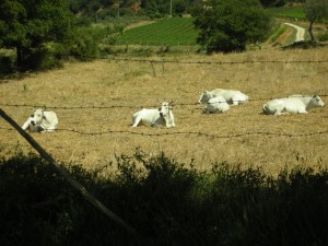 Tuscany, villa, rental, farmhouse, big pool, gourmet kitchen, very quiet, private, peaceful, upscale, well furnished, family friendly , great for friends, best food, garden, pasta, cooking, steak, grill, pizza oven